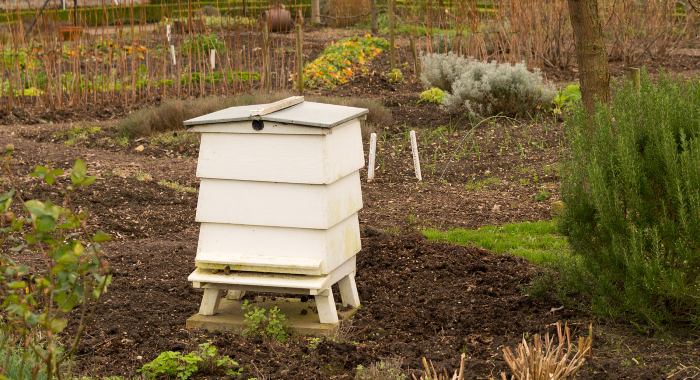 Beehive on an allotment