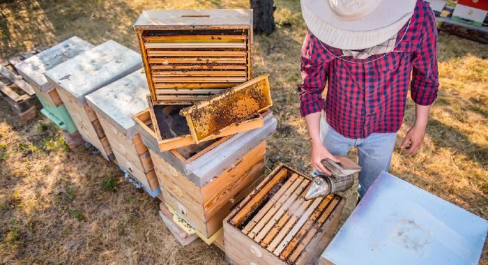 How often do beekeepers get stung?