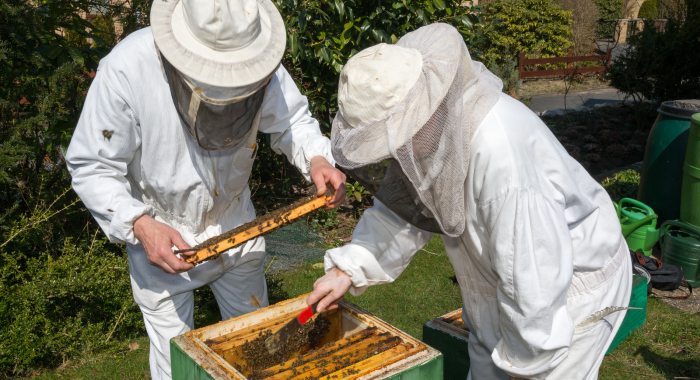 Beekeeping Tradition
