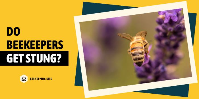 Do Beekeepers Get Stung?