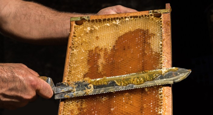 Extracting Honey