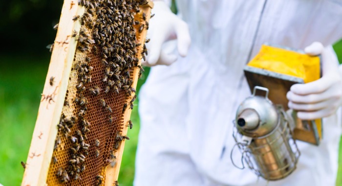 Getting Started Beekeeping