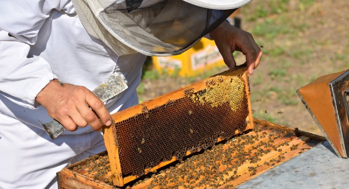 Handling Bees