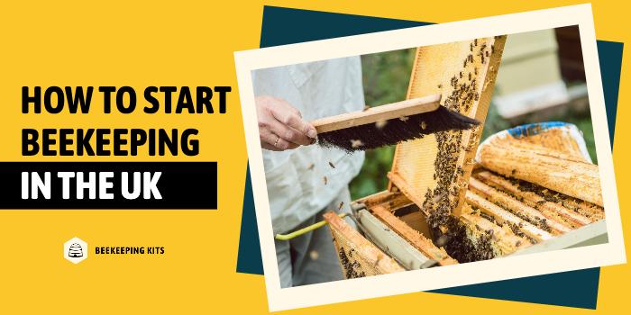 How To Start Beekeeping In The UK