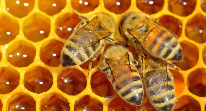 Tracking Honey Bees