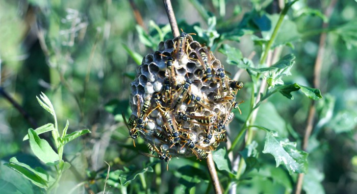 Wild Beehive