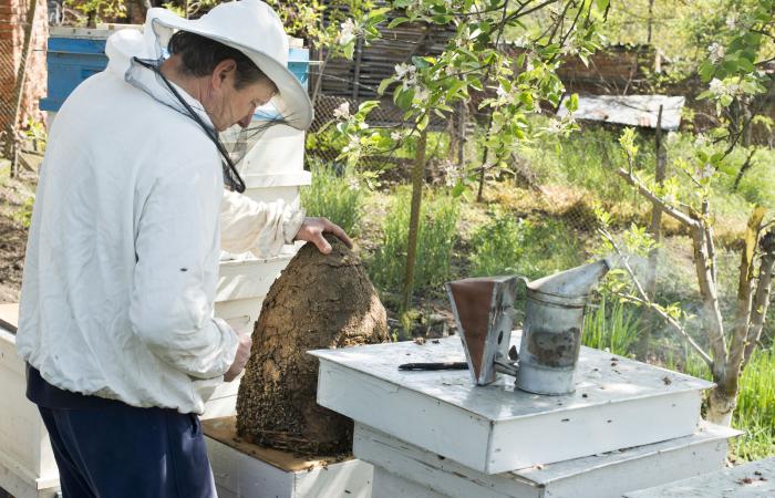 Is being a beekeeper profitable?