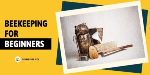 Beekeeping For Beginners