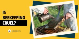 Is Beekeeping Cruel?
